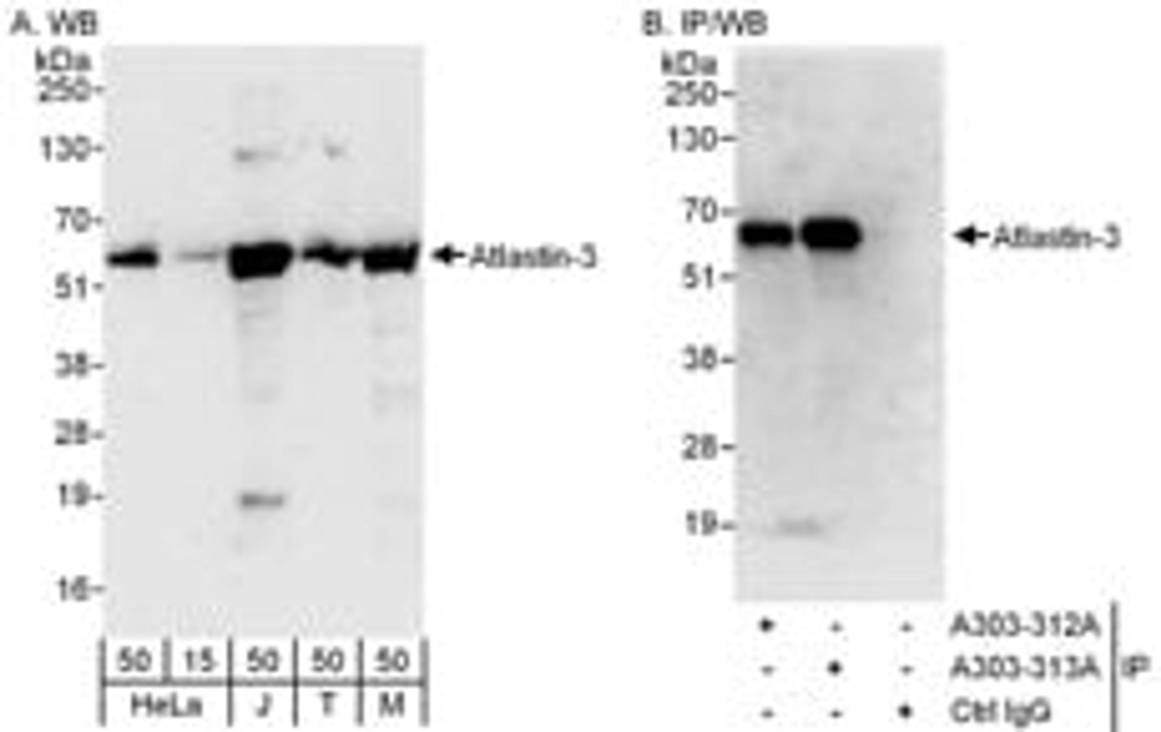 Detection of human and mouse Atlastin-3 by western blot (h and m) and immunoprecipitation (h).