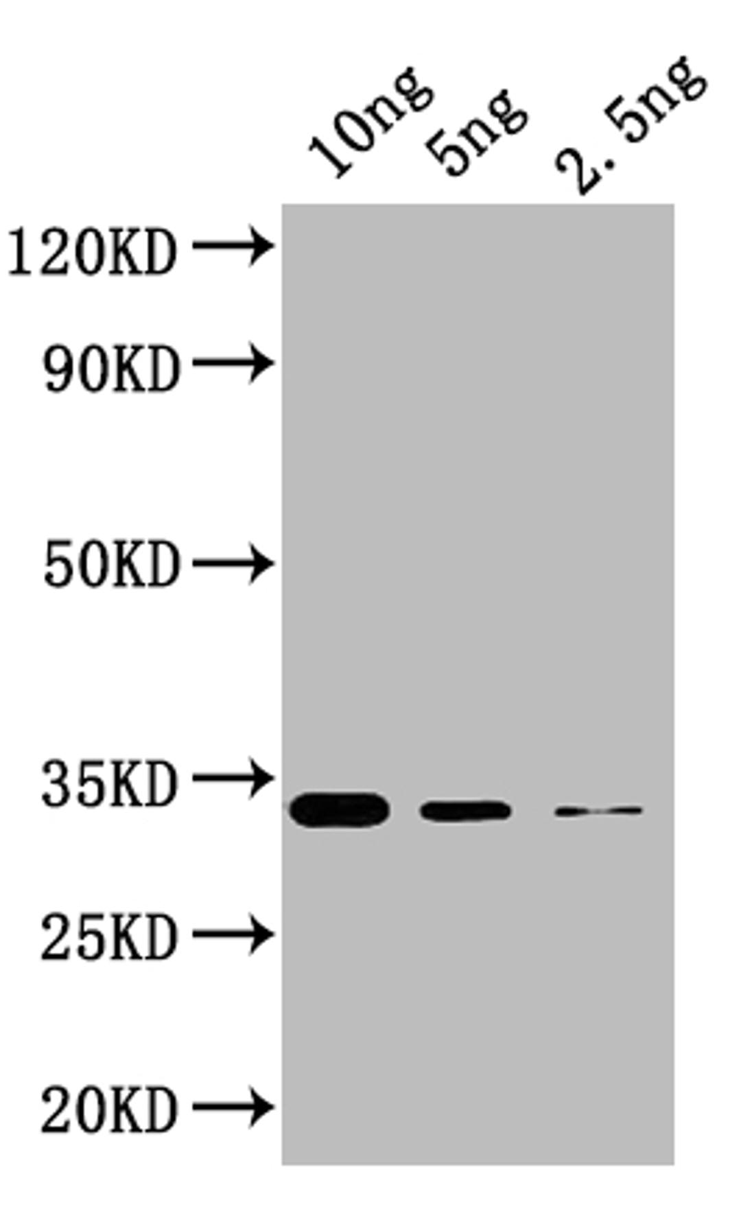 Western Blot. Positive WB detected in: recombinant protein. All lanes: KNAT5 Antibody at 1:1000. Secondary. Goat polyclonal to rabbit IgG at 1/50000 dilution. Predicted band size: 33 kDa. Observed band size: 33 kDa. 
