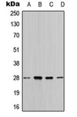 Western blot analysis of HeLa (Lane 1), MCF7 (Lane 2), SP2/0 (Lane 3), rat liver (Lane 4) whole cell lysates using 14-3-3 theta antibody