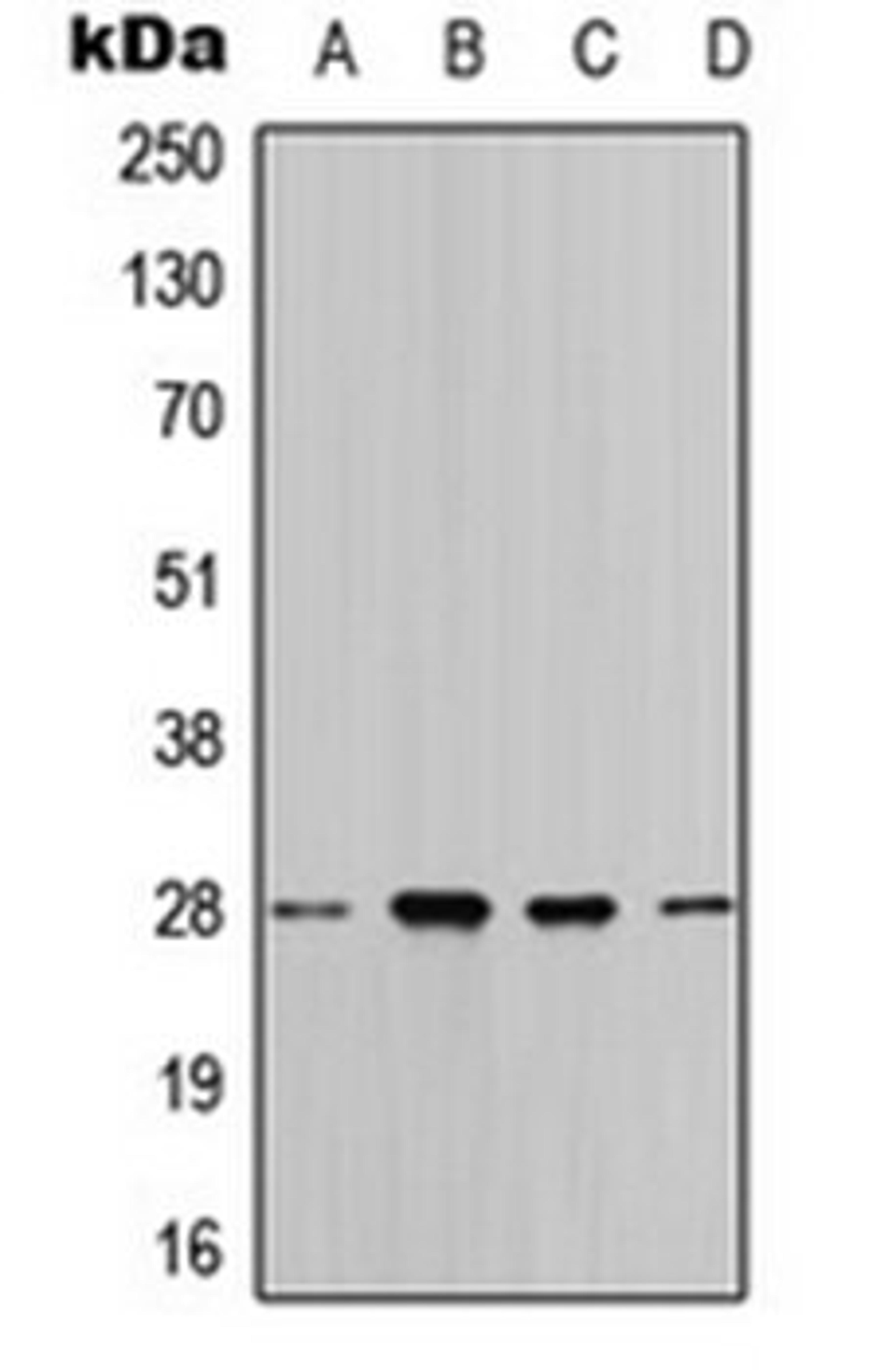 Western blot analysis of HeLa (Lane 1), MCF7 (Lane 2), SP2/0 (Lane 3), rat liver (Lane 4) whole cell lysates using 14-3-3 theta antibody