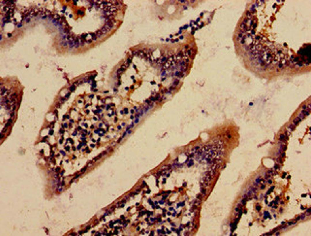 Immunohistochemistry analysis of human small intestine tissue using CSB-PA001207NJ01HU at dilution of 1:100