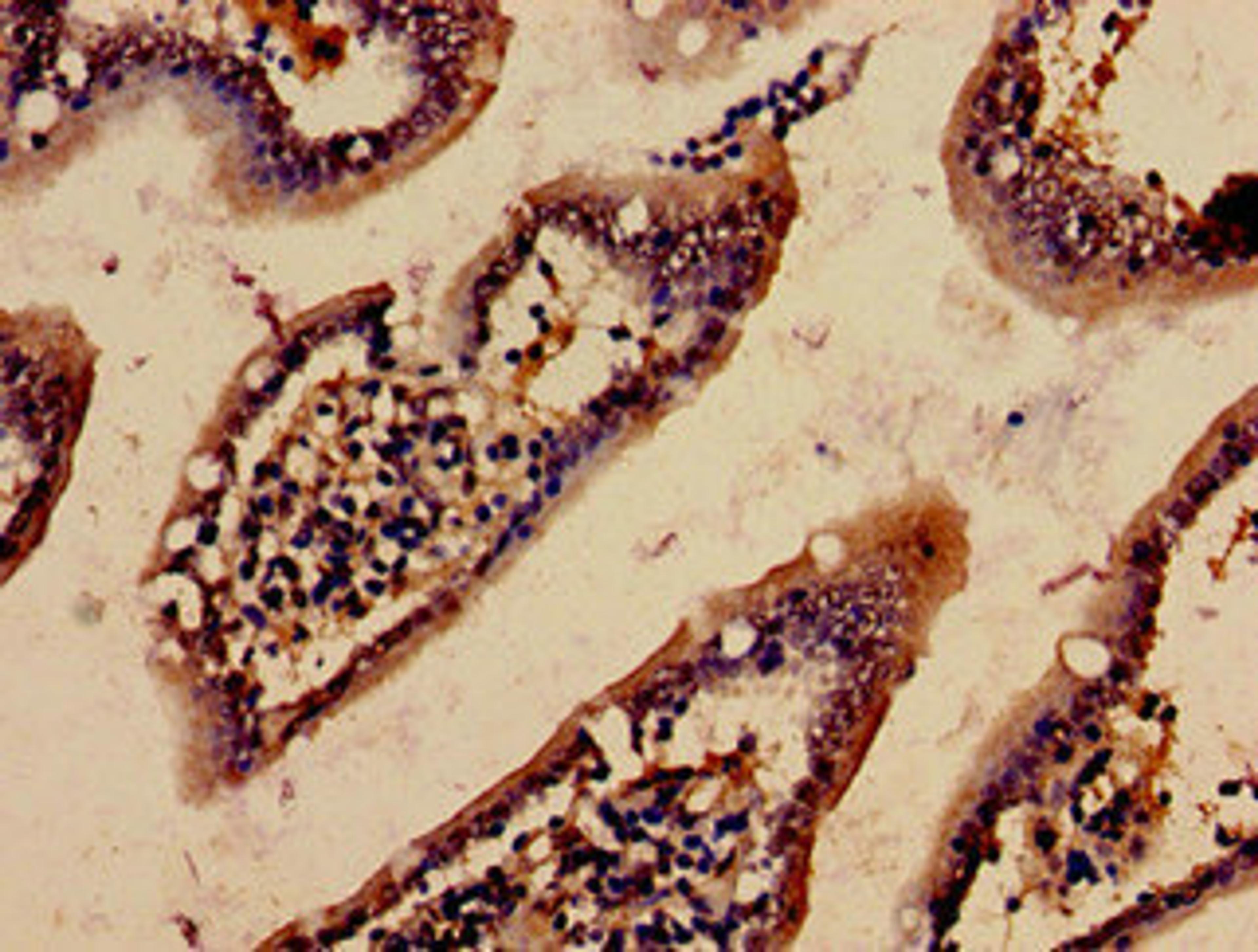 Immunohistochemistry analysis of human small intestine tissue using CSB-PA001207NJ01HU at dilution of 1:100