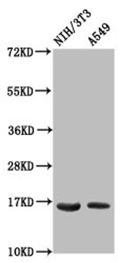 Western Blot. Positive WB detected in: NIH/3T3 whole cell lysate, A549 whole cell lysate. All lanes: HIST1H3A antibody at 0.6µg/ml. Secondary. Goat polyclonal to rabbit IgG at 1/50000 dilution. Predicted band size: 16 kDa. Observed band size: 16 kDa