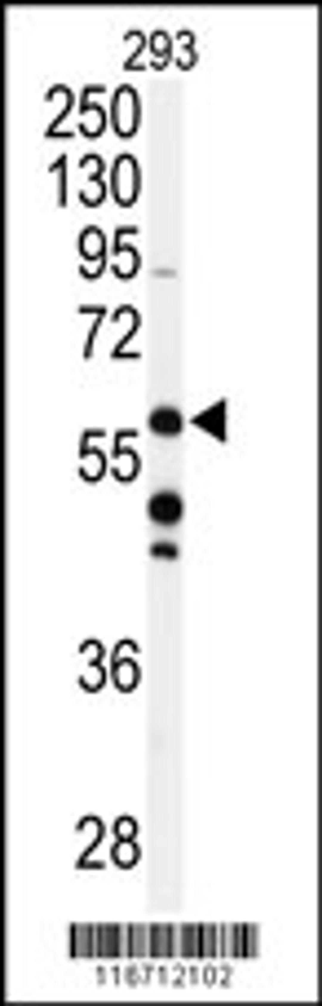 Western blot analysis of anti- in 293 cell line lysates (35ug/lane)