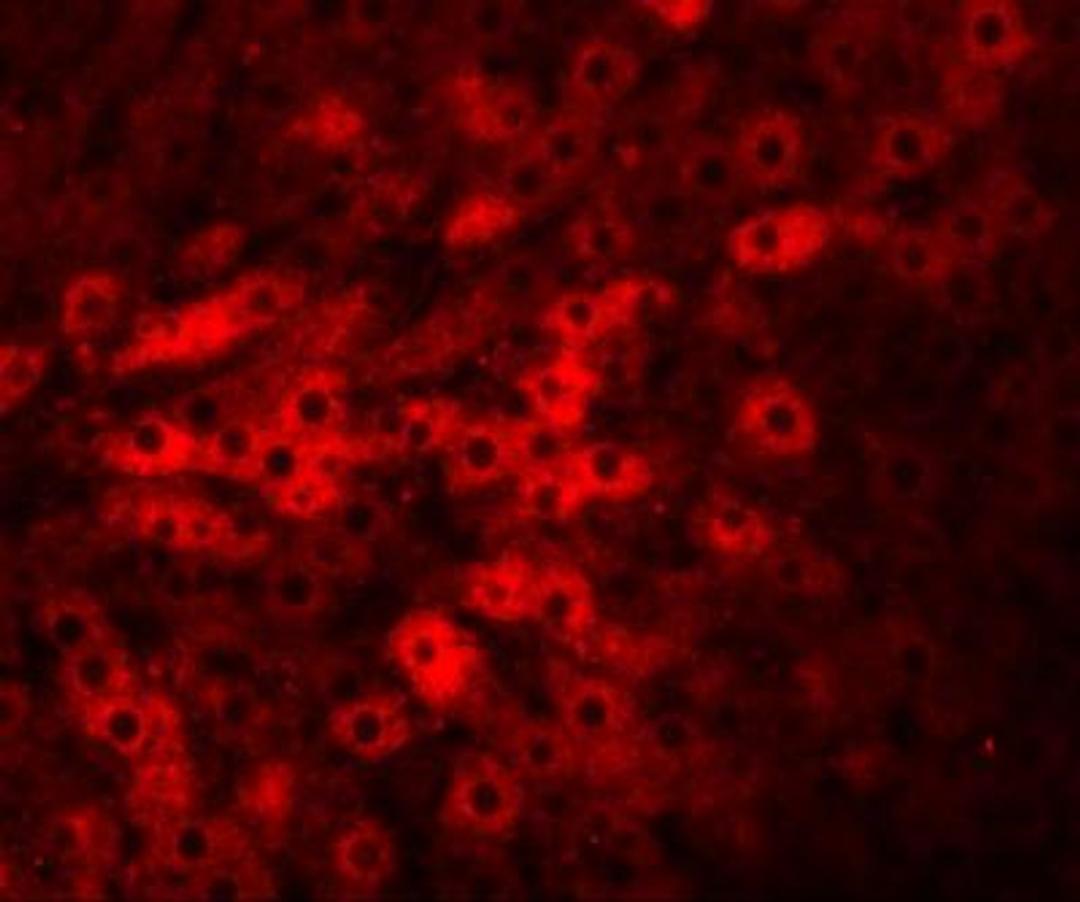 Immunocytochemistry/Immunofluorescence: TMEM70 Antibody [NBP1-77131] - Immunofluorescence of TMEM70 in rat liver tissue with TMEM70 antibody at 20 ug/mL.