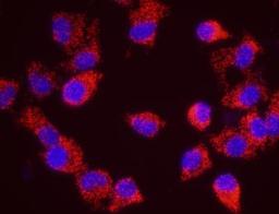 Proximity Ligation Assay: Xrn1 Antibody [NB500-191] - Secondary-conjugate Duolink II PLA in Hela cells. goat anti-human RENT1 (NB100-370) and rabbit anti-human XRN1 (NB500-191). Image merged from DAPI (2ms) and Texas Red (200ms) exposures, 40X magnification.