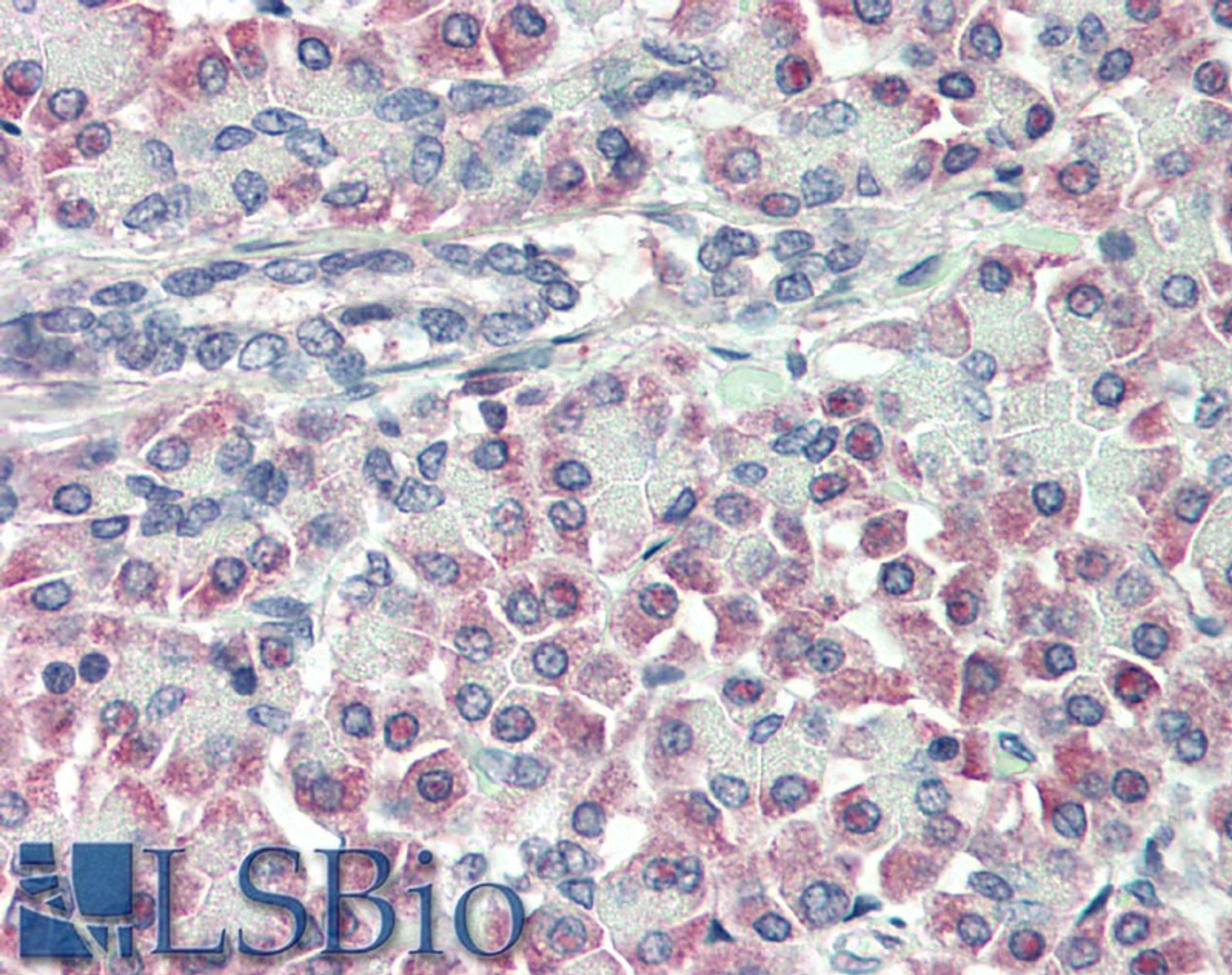 46-219 (10ug/ml) staining of paraffin embedded Human Pancreas. Steamed antigen retrieval with citrate buffer pH 6, AP-staining.