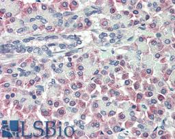 46-219 (10ug/ml) staining of paraffin embedded Human Pancreas. Steamed antigen retrieval with citrate buffer pH 6, AP-staining.