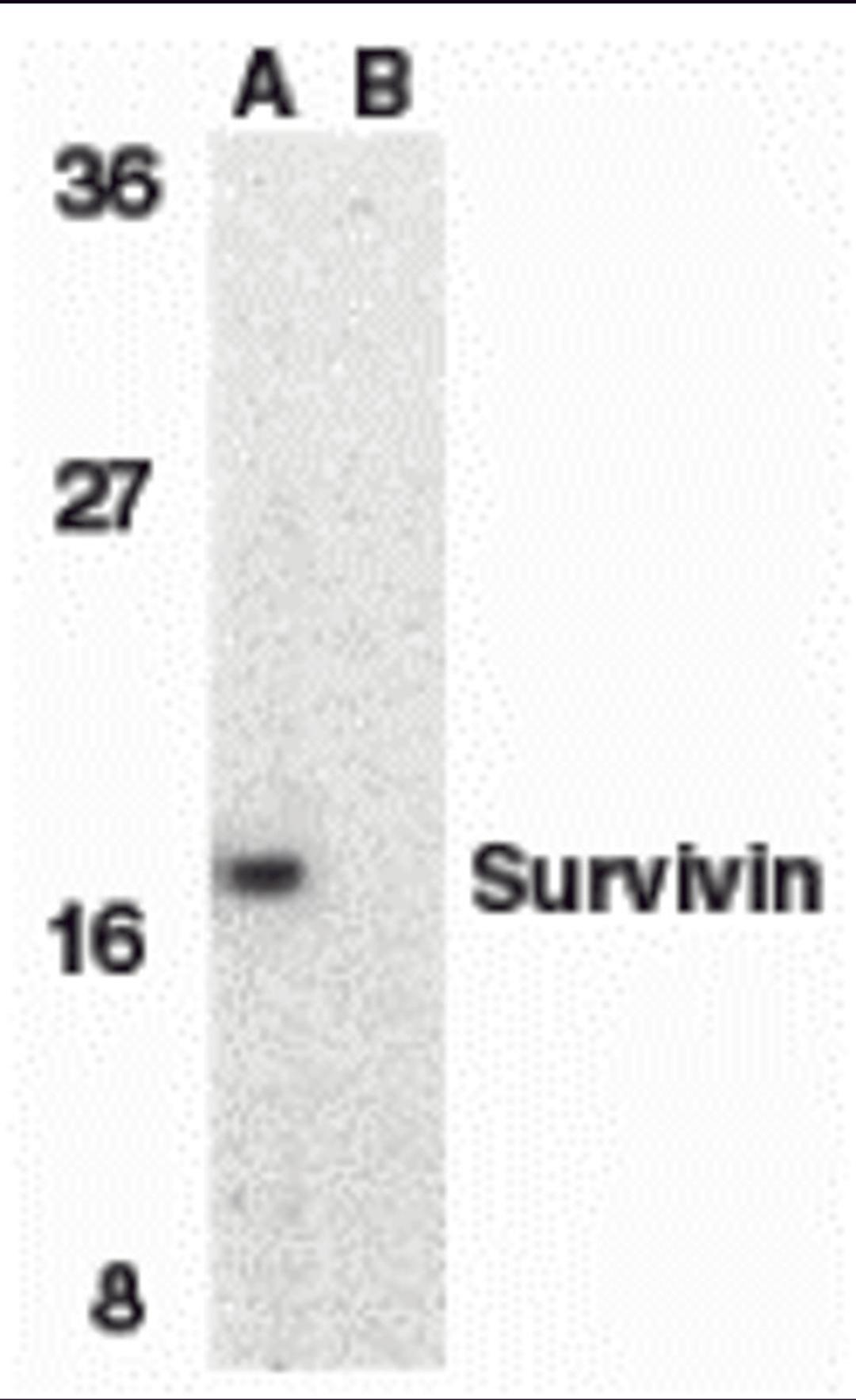 Western blot analysis of survivin in MOLT4 cell lysate in the absence (A) or presence (B) of blocking peptide with survivin antibody at 1 μg/mL.