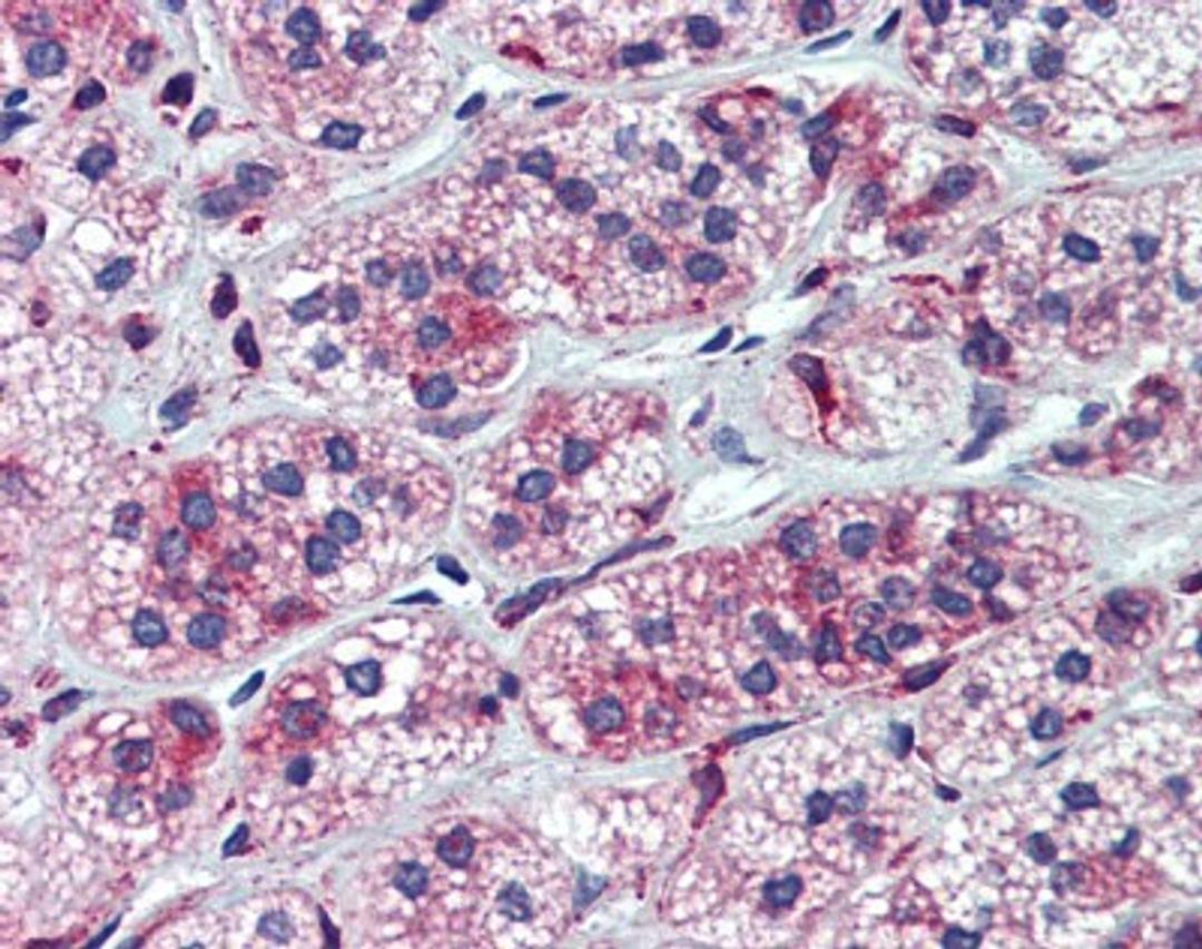 Immunohistochemistry-Paraffin: CYP11A1 Antibody [NBP1-54758] - Human Placenta