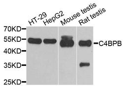 Western blot analysis of extracts of various cells using C4BPB antibody