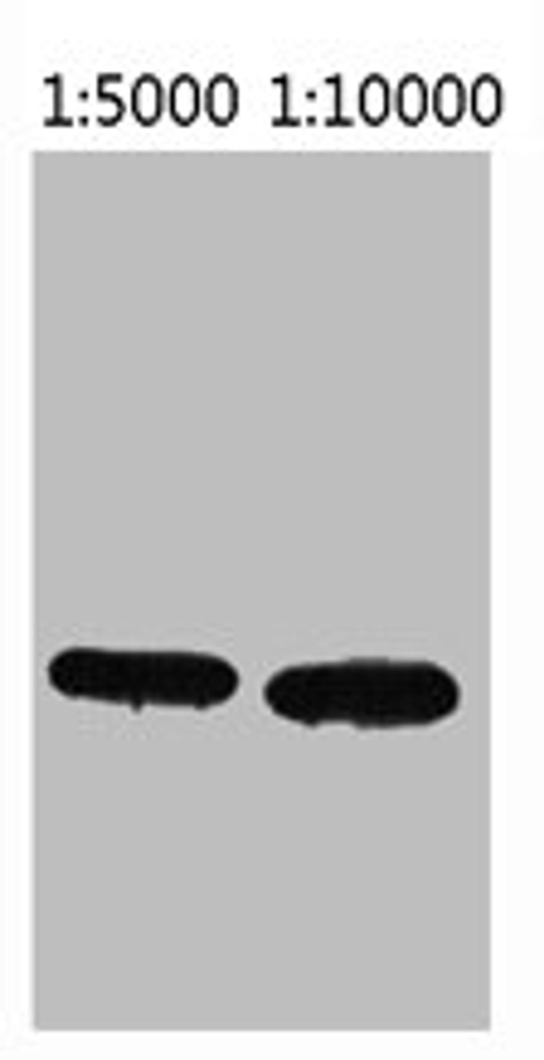 Western blot analysis of Recombinant ECFP Protein using ECFP-Tag Monoclonal Antibody.