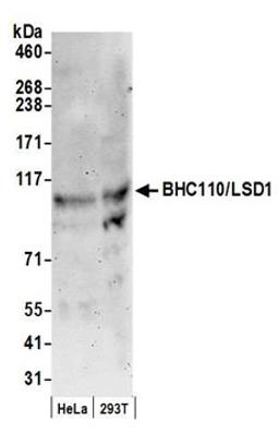 Detection of human BHC110/LSD1 by western blot.