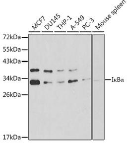 Western blot - I?Ba antibody (A11165)