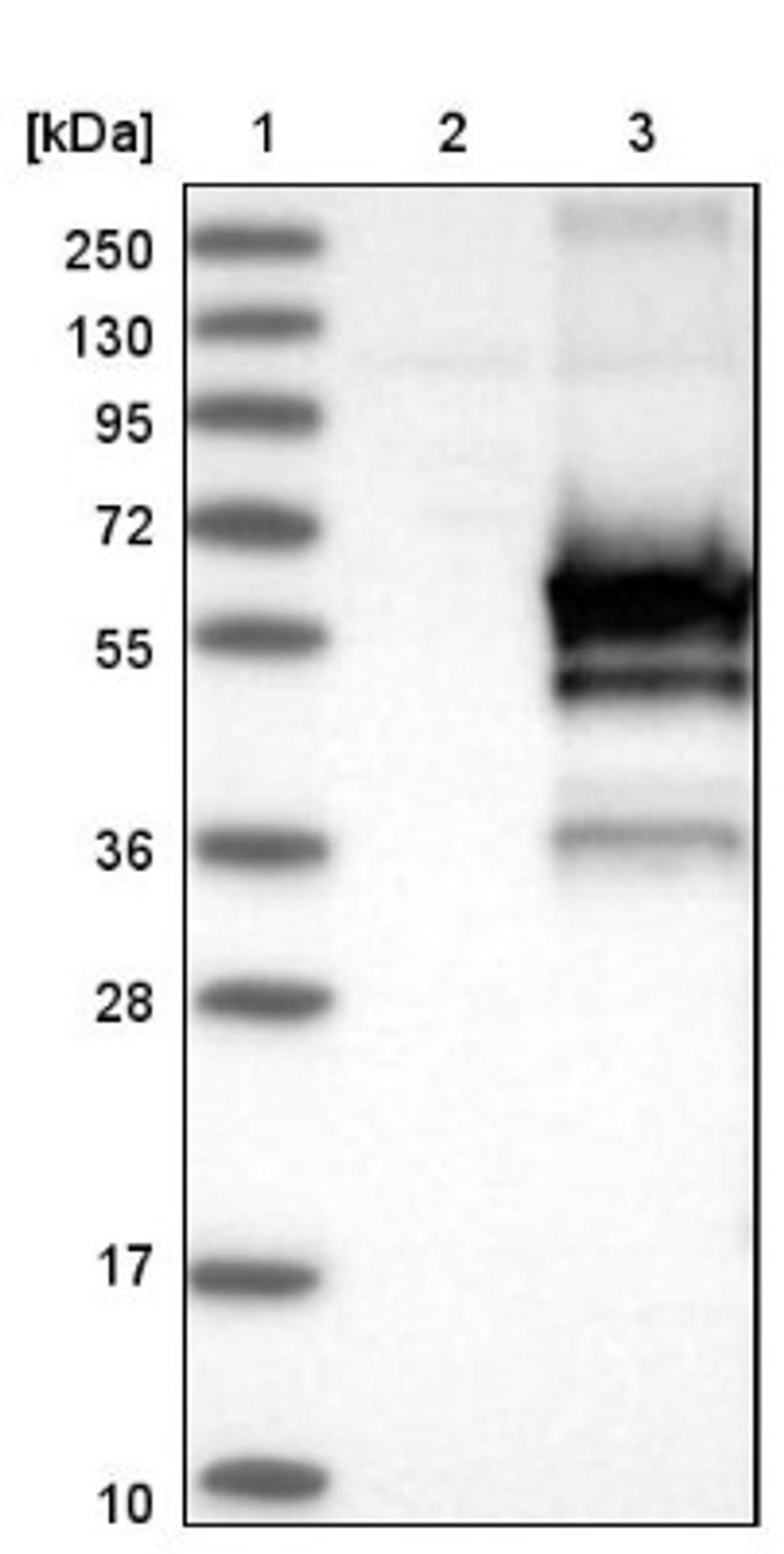 Western Blot: FRMD8 Antibody [NBP1-83884] - Lane 1: Marker [kDa] 250, 130, 95, 72, 55, 36, 28, 17, 10<br/>Lane 2: Negative control (vector only transfected HEK293T lysate)<br/>Lane 3: Over-expression lysate (Co-expressed with a C-terminal myc-DDK tag (~3.1 kDa) in mammalian HEK293T cells, LY410451)