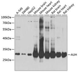 Western blot - AUH antibody (A7424)