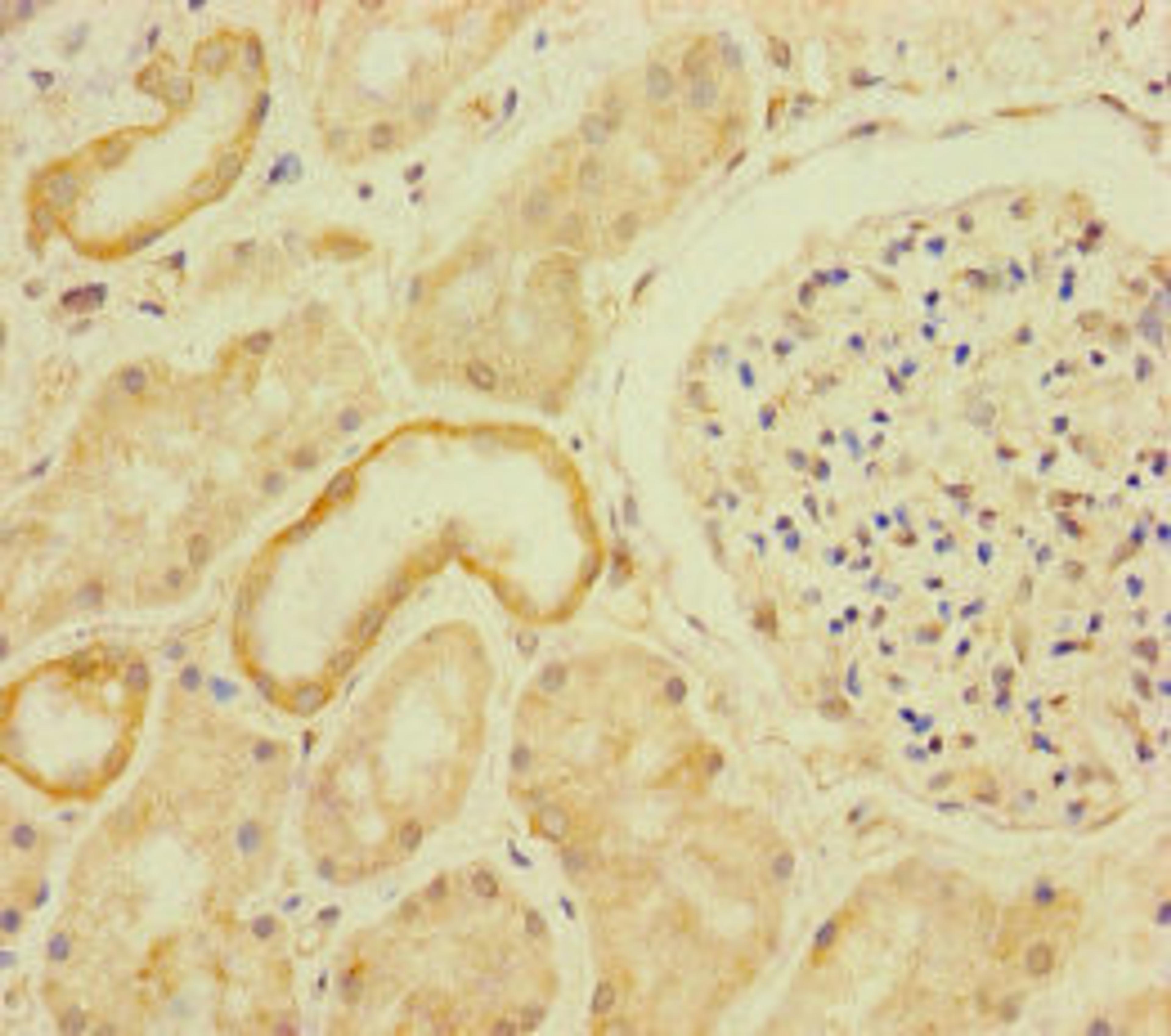 Immunohistochemistry of paraffin-embedded human kidney tissue using CSB-PA687456LA01HU at dilution of 1:100