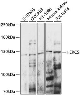 Western blot - HERC5 antibody (A14889)