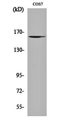 Western blot analysis of COS7 cell lysates using GTBP antibody