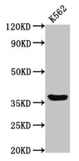 Western Blot. Positive WB detected in: K562 whole cell lysate. All lanes: GPR12 antibody at 2µg/ml. Secondary. Goat polyclonal to rabbit IgG at 1/50000 dilution. Predicted band size: 37 kDa. Observed band size: 37 kDa