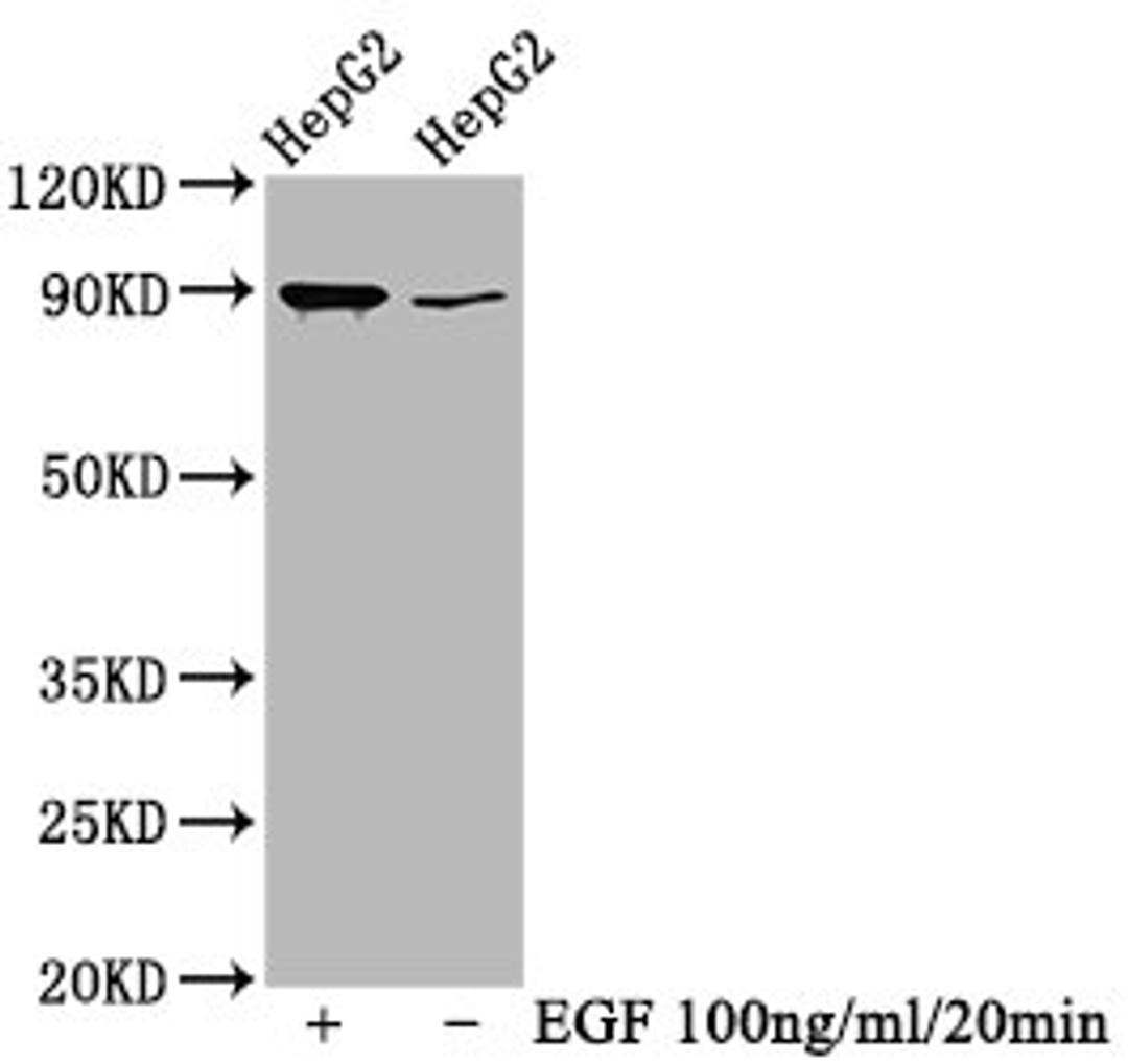 Western Blot. Positive WB detected in HepG2 whole cell lysate(treated with EGF or not). All lanes Phospho-RPS6KA1 antibody at 0.69μg/ml. Secondary. Goat polyclonal to rabbit IgG at 1/50000 dilution. Predicted band size: 90 KDa. Observed band size: 90 KDa. 