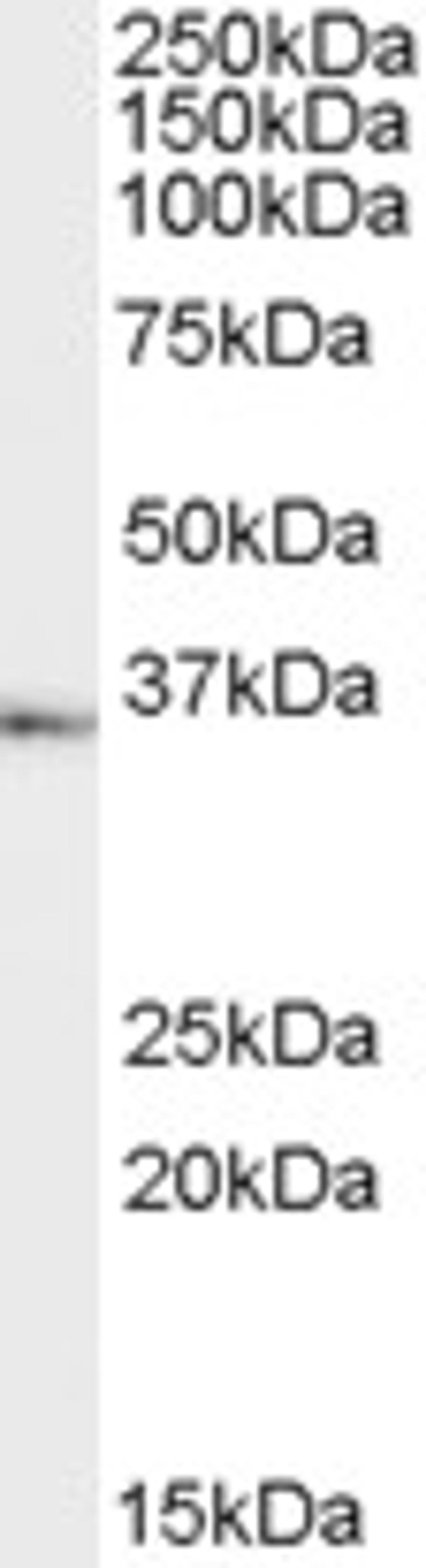 46-465 (1ug/ml) staining of Human Testes lysate (35ug protein in RIPA buffer). Primary incubation was 1 hour. Detected by chemiluminescence.