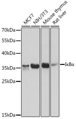 Western blot - I?Ba antibody (A16929)