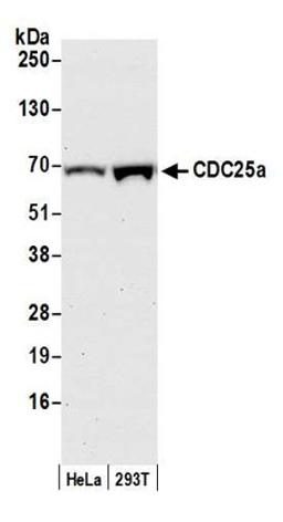 Detection of human CDC25a by western blot.