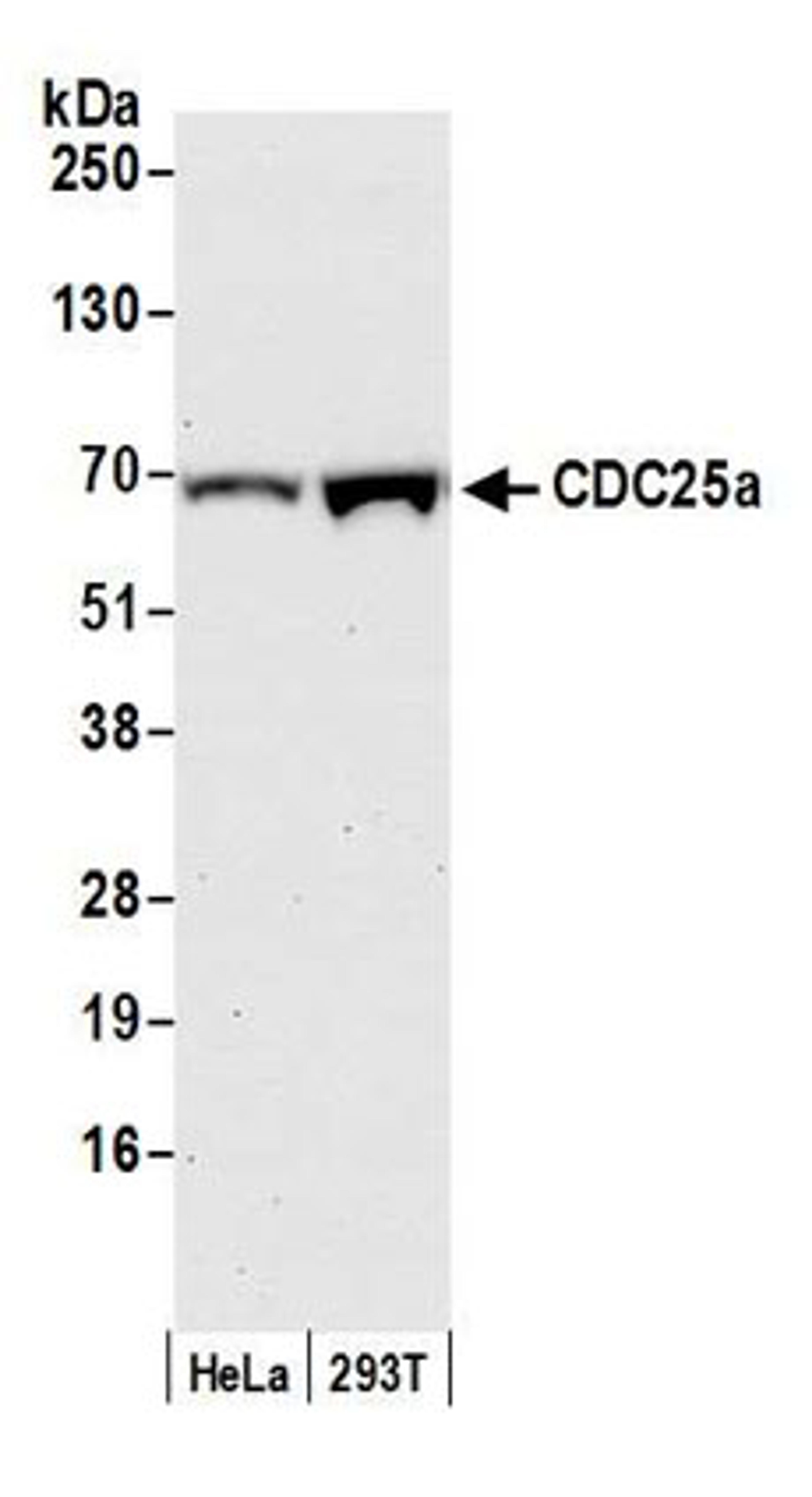 Detection of human CDC25a by western blot.