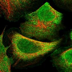 Immunocytochemistry/Immunofluorescence: CKAP2L Antibody [NBP1-83450] - Staining of human cell line U-2 OS shows positivity in nucleus but not nucleoli, plasma membrane & vesicles.