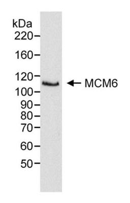 Detection of human MCM6 by western blot.