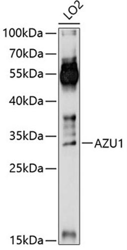 Western blot - AZU1 Antibody (A13952)