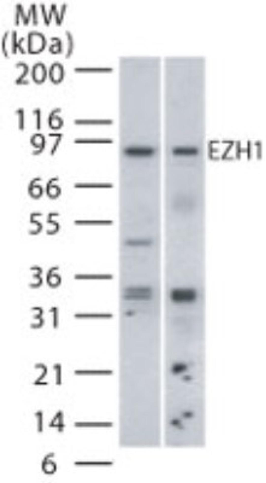 Western Blot: EZH1 Antibody [NB100-56358] - Detection of EZH1 in mouse (lane 1) and human (lane 2) spleen lysate using this antibody at 2 ug/ml.