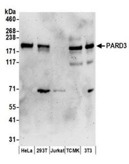 Detection of human and mouse PARD3 by western blot.