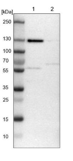 Western Blot: C10orf118 Antibody [NBP1-90440] - Lane 1: NIH-3T3 cell lysate (Mouse embryonic fibroblast cells)<br/>Lane 2: NBT-II cell lysate (Rat Wistar bladder tumour cells)