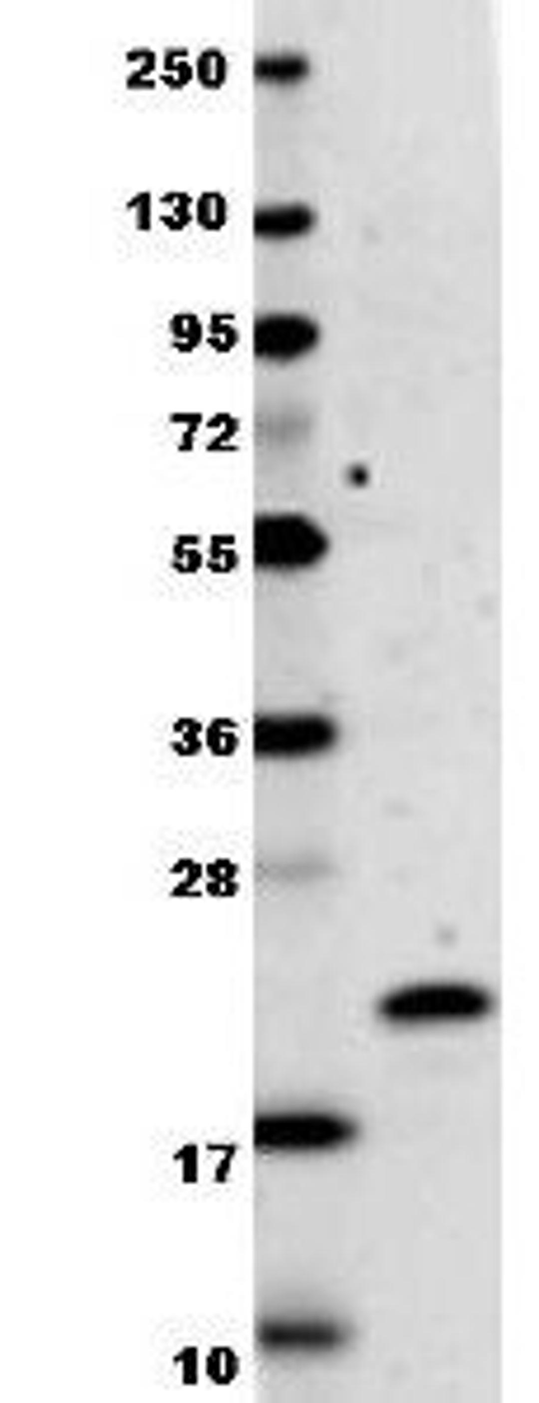 Western blot analysis of recombinant protein (0.1 ug, 19.9 kDa) was loaded onto and resolved by SDS-PAGE, then transferred to nitrocellulose using IL-29 antibody