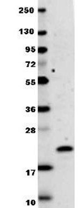 Western blot analysis of recombinant protein (0.1 ug, 19.9 kDa) was loaded onto and resolved by SDS-PAGE, then transferred to nitrocellulose using IL-29 antibody