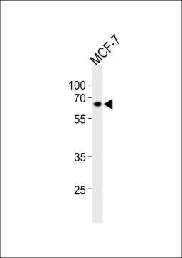 Western blot analysis in MCF-7 cell line lysates (35ug/lane).