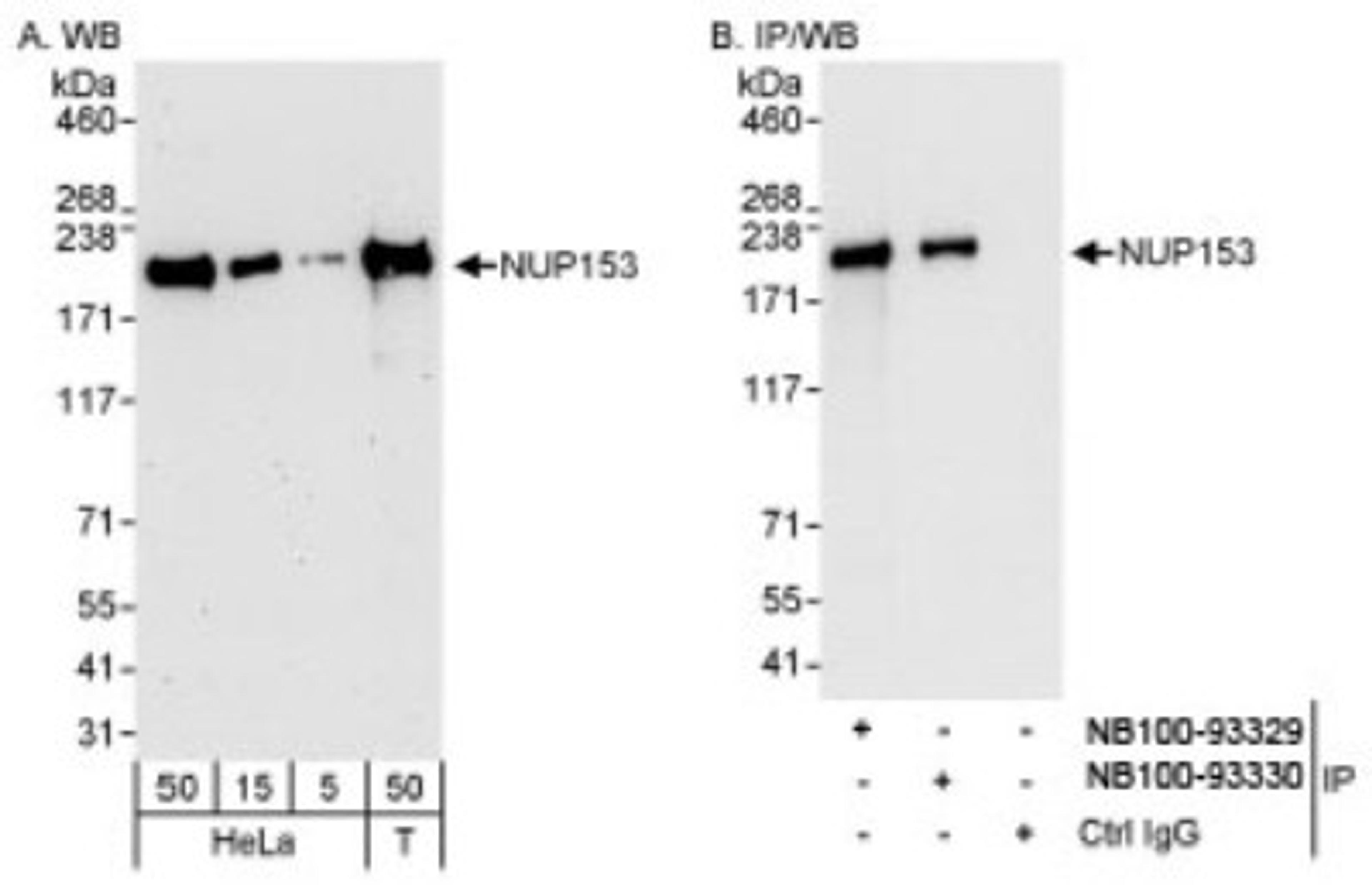 Western Blot: Nup153 Antibody [NB100-93329] - Detection of Human NUP153 on HeLa whole cell lysate using NB100-9329. NUP153 was also immunoprecipitated by rabbit anti-NUP153 antibody NB100-9330.