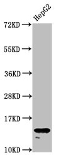 Western Blot. Positive WB detected in: HepG2 whole cell lysate. All lanes: H2AFZ antibody at 1.96µg/ml. Secondary. Goat polyclonal to rabbit IgG at 1/50000 dilution. Predicted band size: 14 kDa. Observed band size: 14 kDa