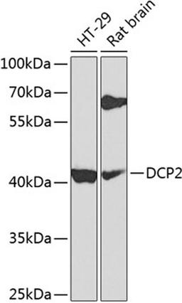 Western blot - DCP2 antibody (A8282)