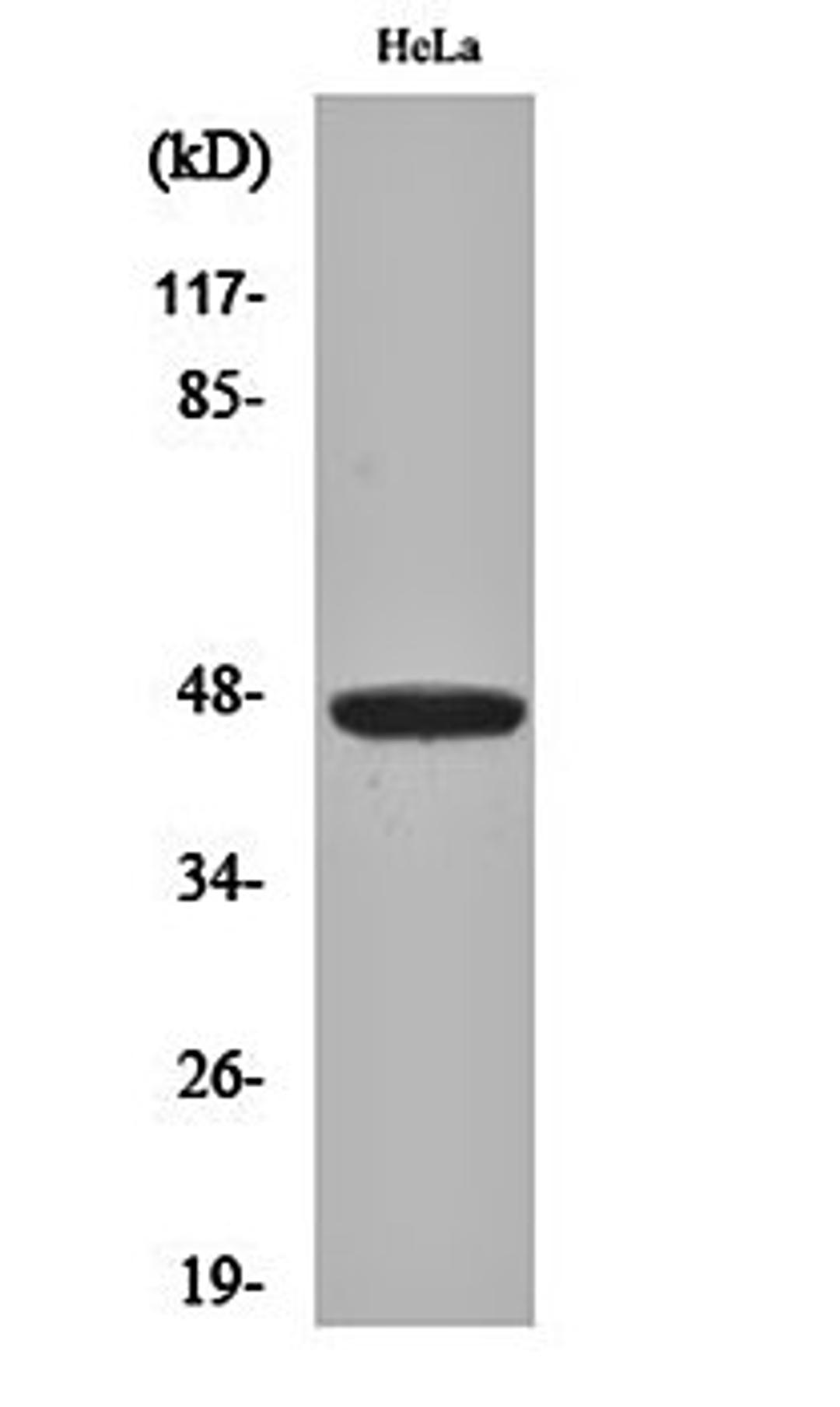 Western blot analysis of Hela cell lysates using IRF-4 antibody