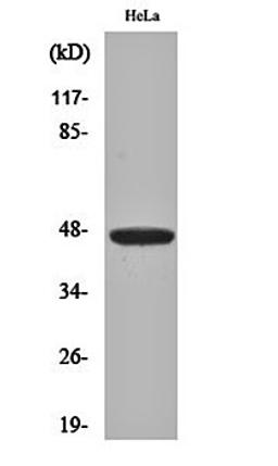 Western blot analysis of Hela cell lysates using IRF-4 antibody