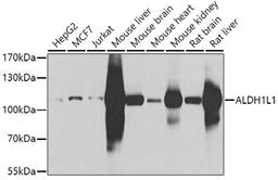 Western blot - ALDH1L1 antibody (A7067)