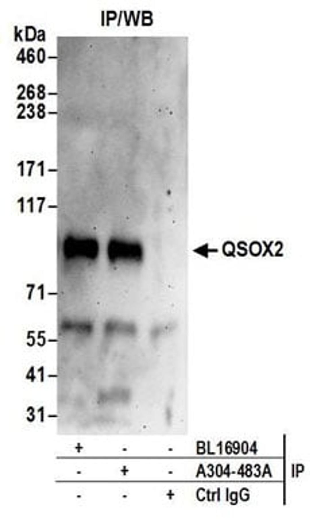 Detection of human QSOX2 by western blot of immunoprecipitates.