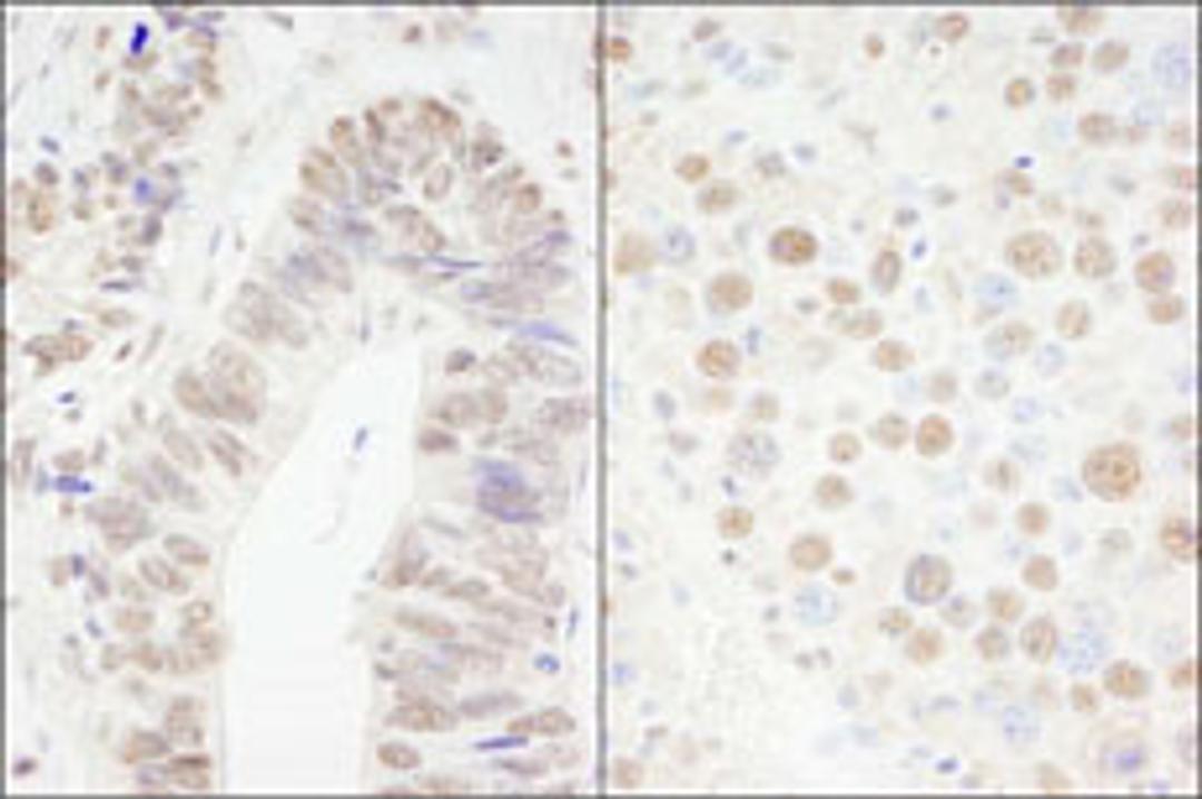 Detection of human and mouse CPSF68 by immunohistochemistry.