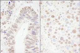 Detection of human and mouse CPSF68 by immunohistochemistry.