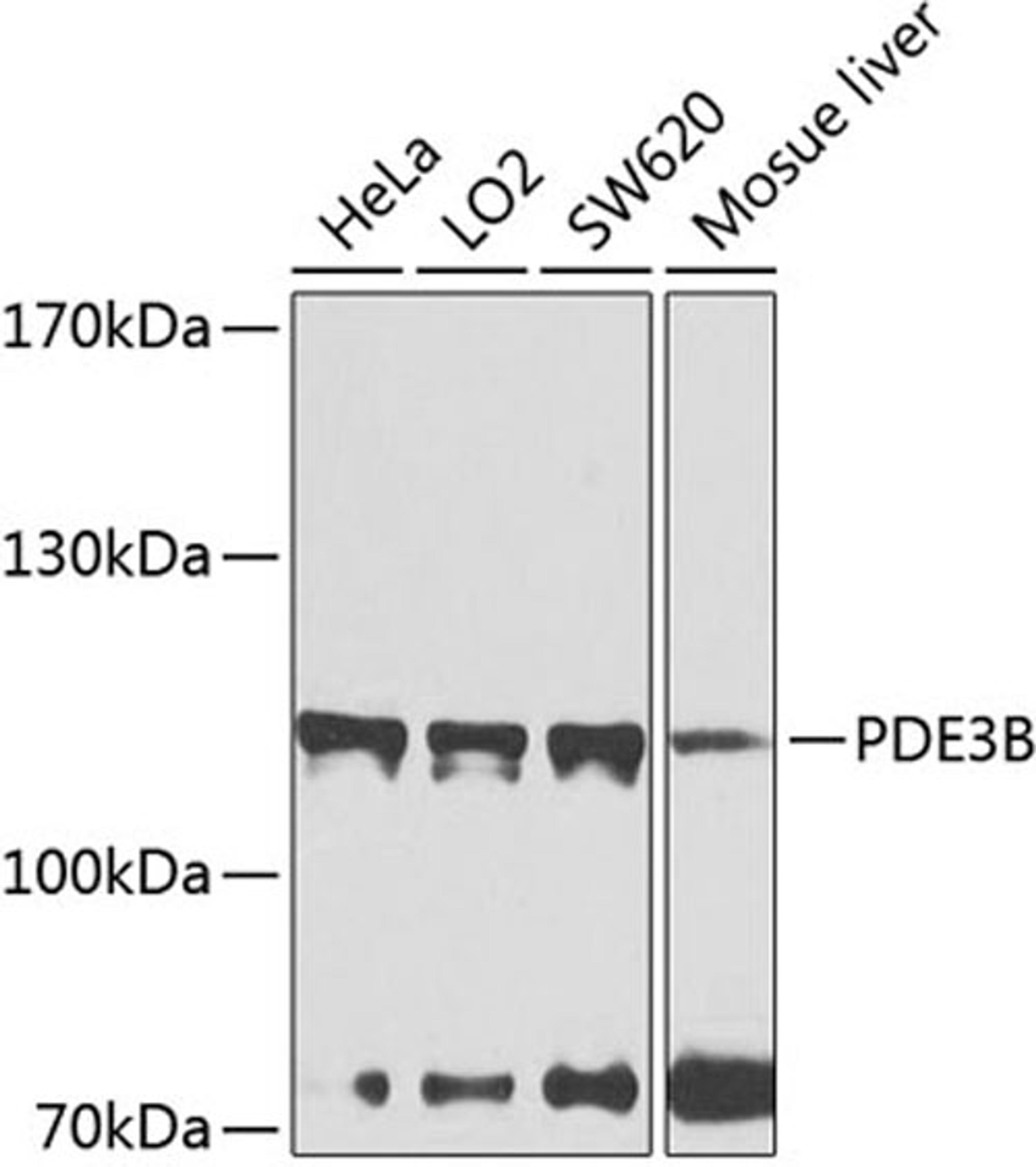 Western blot - PDE3B antibody (A8448)