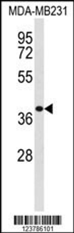 Western blot analysis of EXTL2 Antibody in MDA-MB231 cell line lysates (35ug/lane).