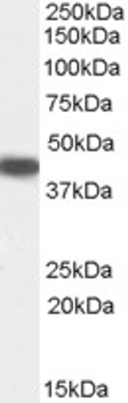 46-359 (0.5ug/ml) staining of Human Placenta lysate (35ug protein in RIPA buffer). Primary incubation was 1 hour. Detected by chemiluminescence.